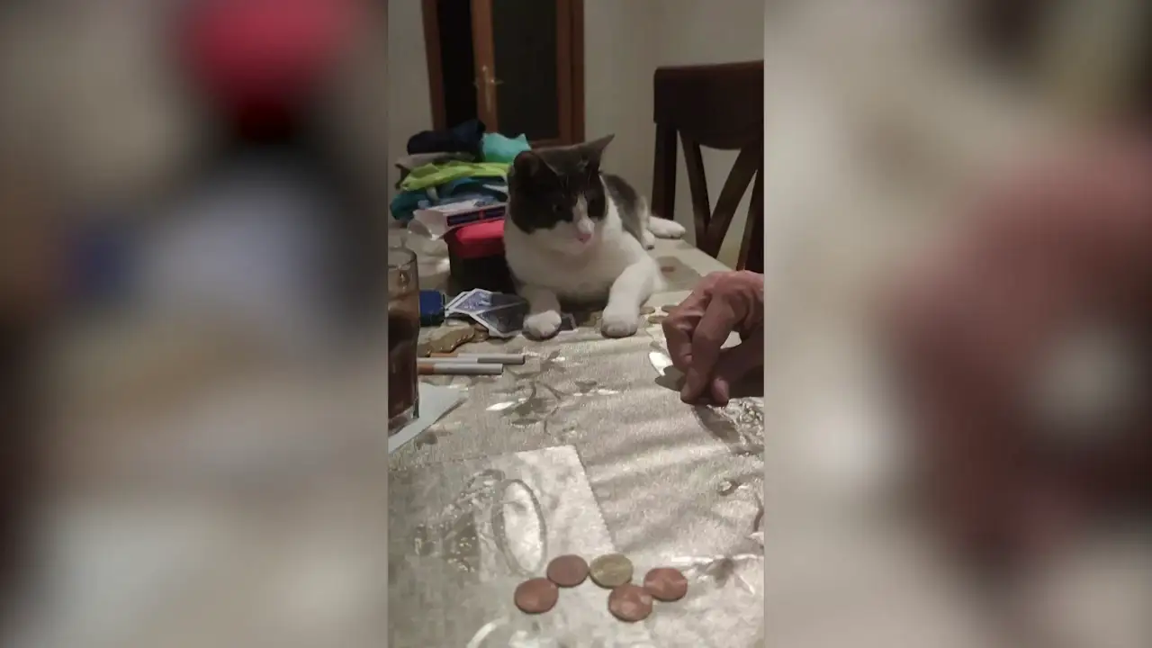 Un gato de Huelva sorprende a todos al darle la vuelta a una moneda sobre la mesa