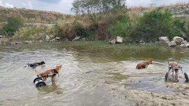 Un grupo de perros en sillas de ruedas se bañan en un río de Tailandia