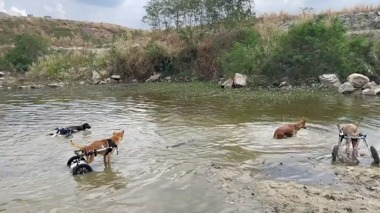 Un grupo de perros discapacitados en sillas de ruedas se bañan en un río de Tailandia
