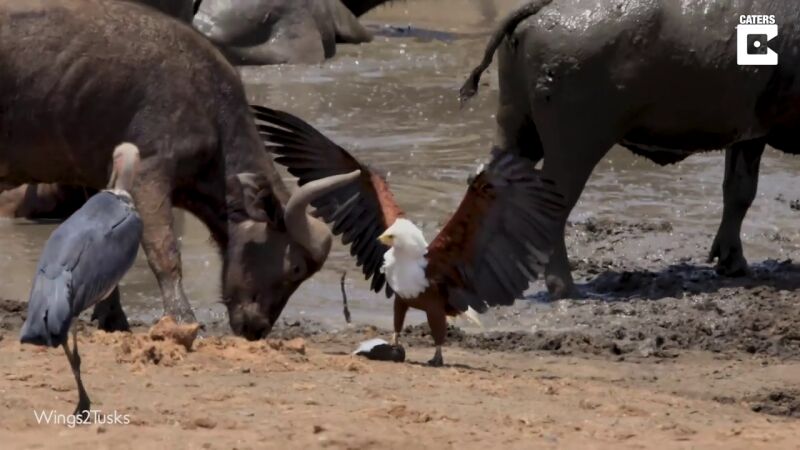 VÍDEO: Un águila se enfrenta a dos pájaros, un búfalo y un elefante en Sudáfrica
