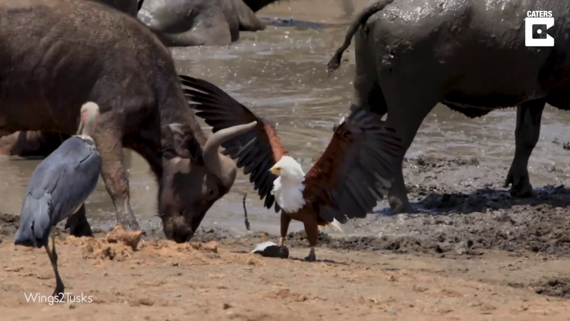 V&Iacute;DEO: Un &aacute;guila se enfrenta a dos p&aacute;jaros y un b&uacute;falo en Sud&aacute;frica