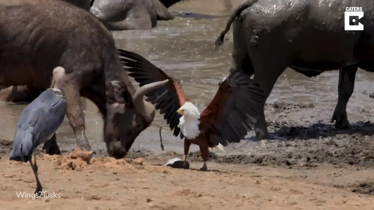 VÍDEO: Un águila se enfrenta a dos pájaros y un búfalo en Sudáfrica