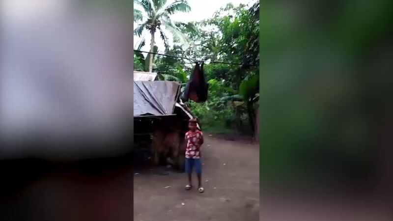 VÍDEO: Un niño llamado Robin rescata a un murciélago gigante y lo llama 'Batman'