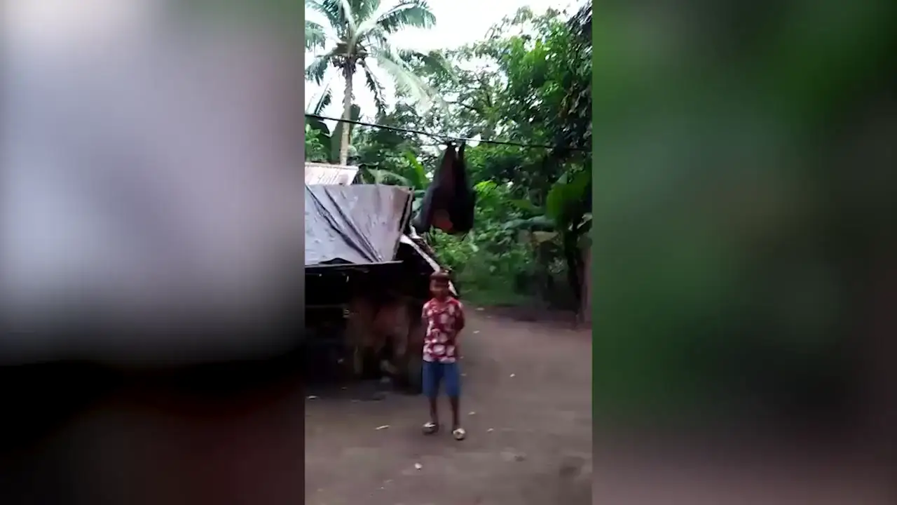 VÍDEO: Un niño rescata a un murciélago gigante y se convierten en mejores amigos