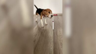 VÍDEO: Una perra se asusta al ver un cepillo de dientes eléctrico encendido