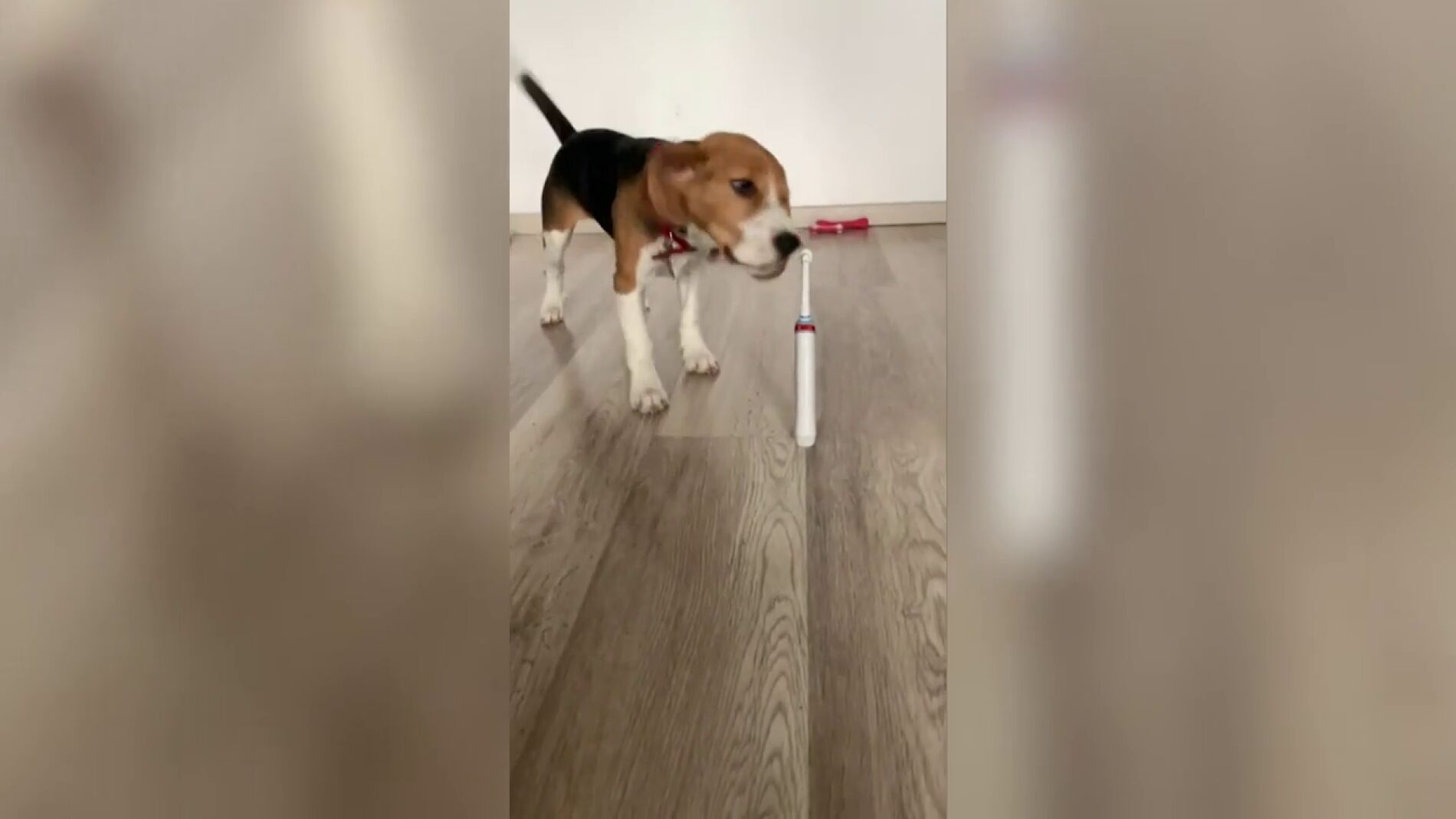 V&Iacute;DEO: Una perra se asusta al ver un cepillo de dientes el&eacute;ctrico encendido