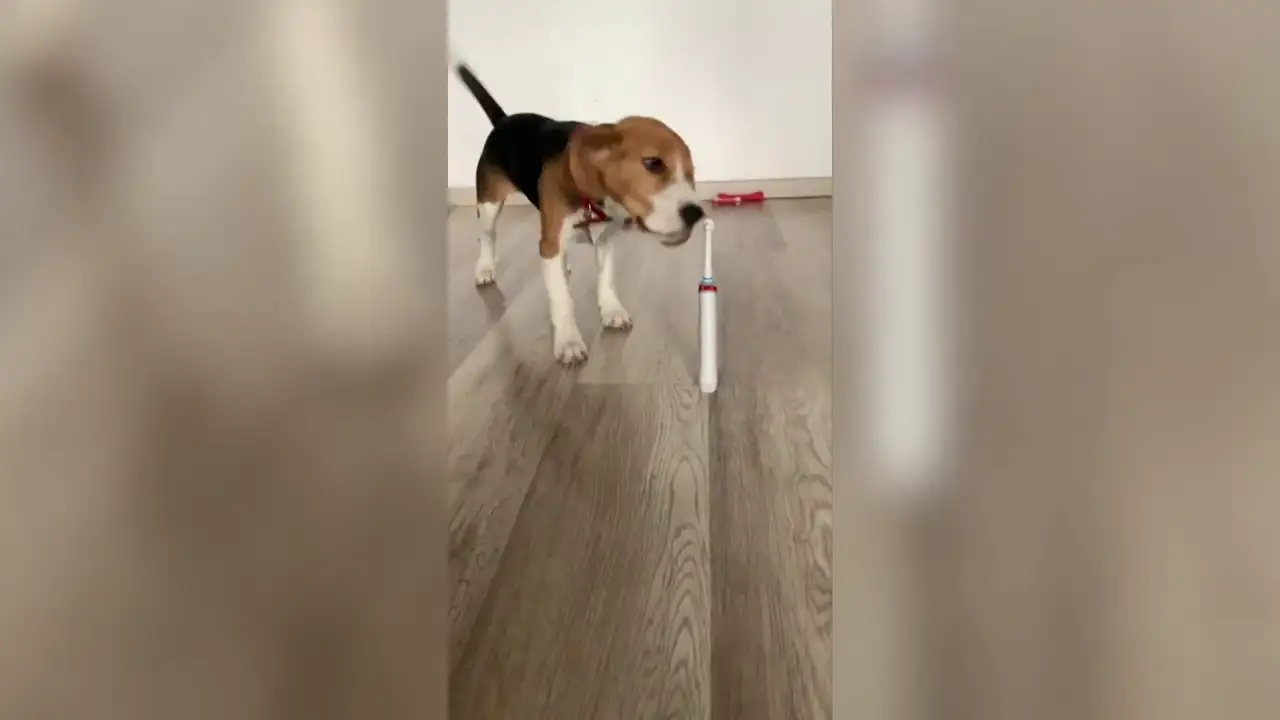 VÍDEO: Una perra se asusta al ver un cepillo de dientes eléctrico encendido