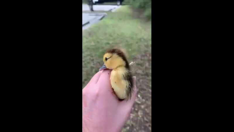 VÍDEO: Un hombre de Florida reunió a un patito atrapado en el desagüe con su preocupada familia