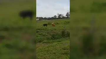 VÍDEO: Un perro y un canguro pelean mientras una cabra intenta acostarse con un cerdo en una granja australiana