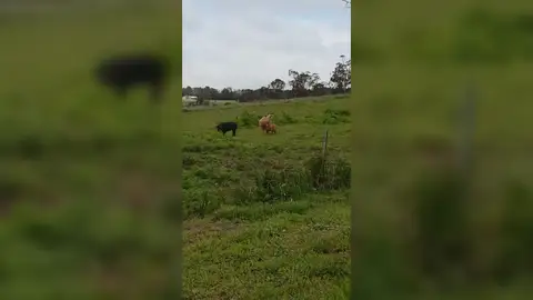 VÍDEO: Un perro y un canguro pelean mientras una cabra intenta acostarse con un cerdo en una granja australiana VÍDEO: Un perro y un canguro pelean mientras una cabra intenta acostarse con un cerdo en una granja australiana