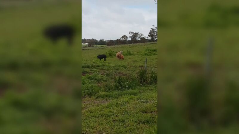 VÍDEO: Un perro y un canguro pelean mientras una cabra intenta acostarse con un cerdo en una granja australiana