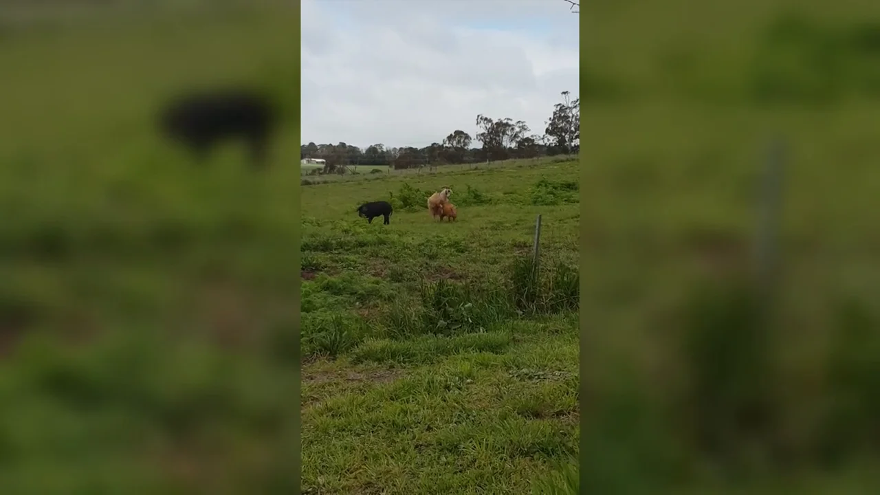 VÍDEO: Un perro y un canguro pelean mientras una cabra intenta acostarse con un cerdo en una granja australiana
