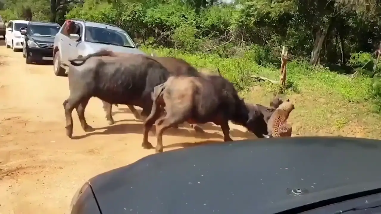 VÍDEO: Una manada de búfalos ataca a un leopardo para salvar a una de sus crías 