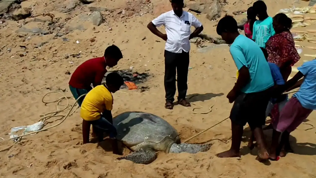 Lugareños en el sur de la India devuelven tortuga varada al mar
