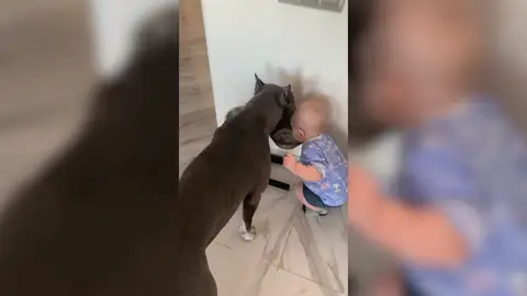 VÍDEO: Un bebé copia la forma de beber agua de su perro VÍDEO: Un bebé copia la forma de beber agua de su perro