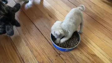  VÍDEO: Un pequeño cachorro se niega a compartir la comida con sus hermanos