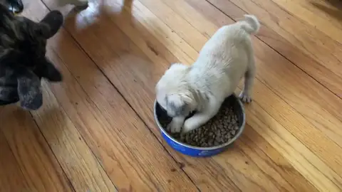 VÍDEO: Un pequeño cachorro se niega a compartir la comida con sus hermanos VÍDEO: Un pequeño cachorro se niega a compartir la comida con sus hermanos