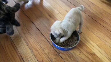  VÍDEO: Un pequeño cachorro se niega a compartir la comida con sus hermanos