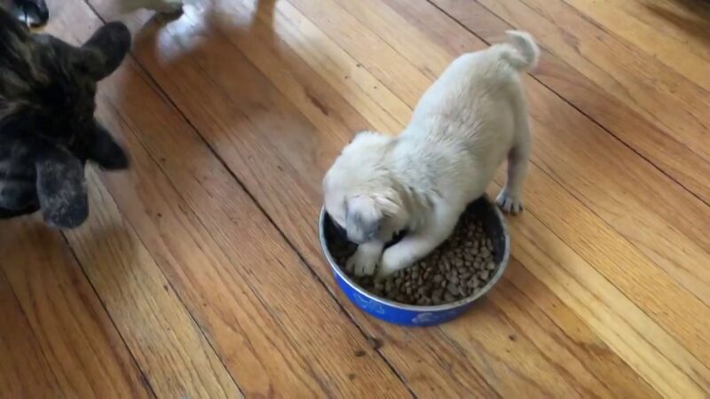  VÍDEO: Un pequeño cachorro se niega a compartir la comida con sus hermanos