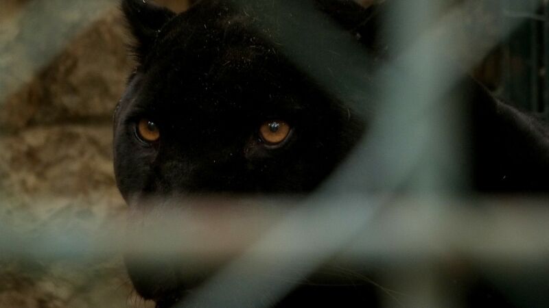 Buscan a una pantera negra en Italia que se le habría escapado a un jefe de la mafia