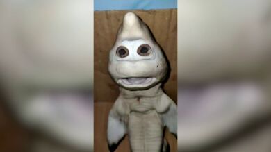 VÍDEO: Un tiburón bebé mutante con rostro humano es capturado en Indonesia