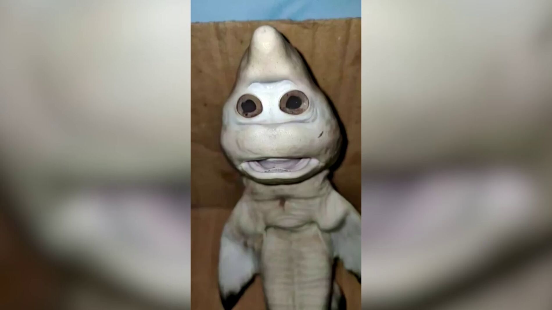 V&Iacute;DEO: Un tibur&oacute;n beb&eacute; con rostro humano es capturado en Indonesia