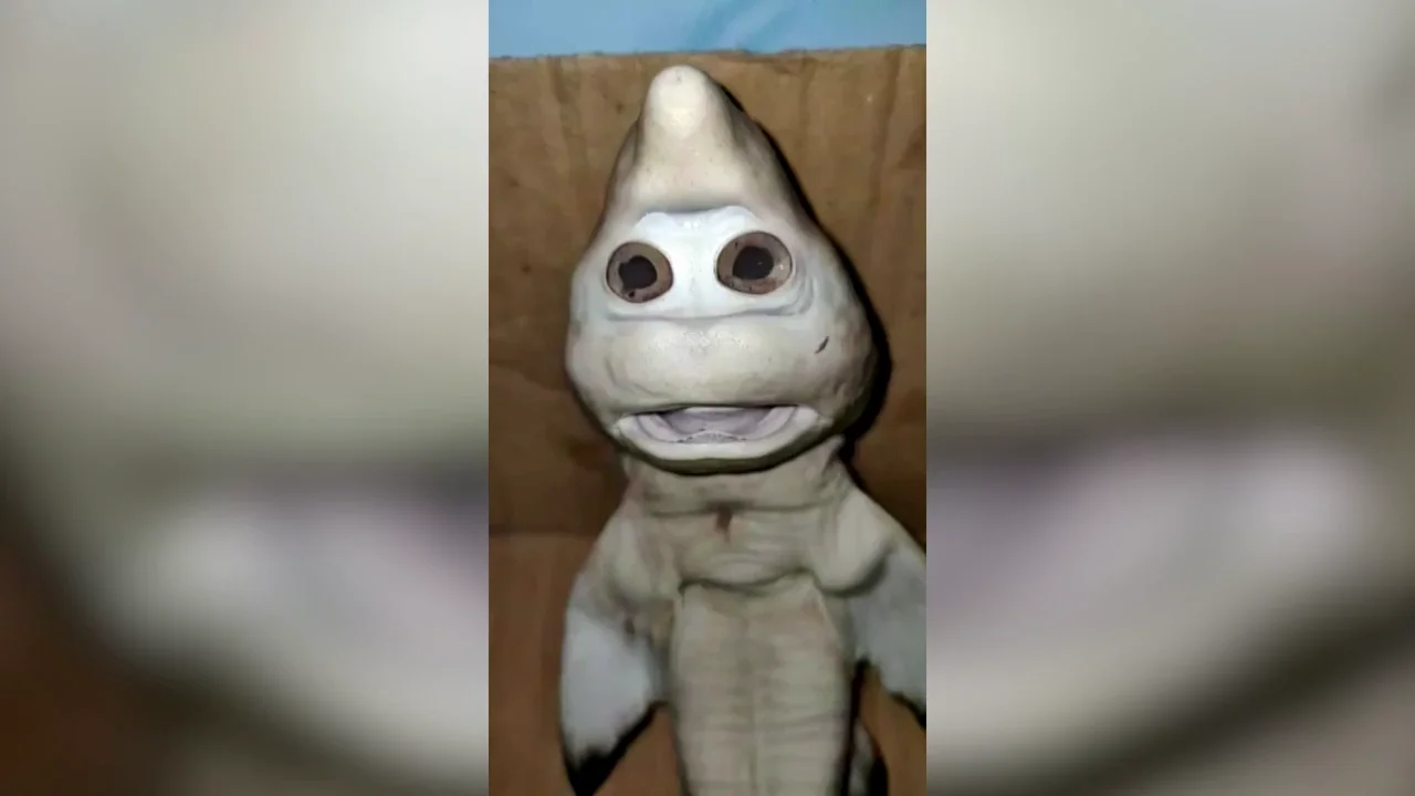 VÍDEO: Un tiburón bebé con rostro humano es capturado en Indonesia