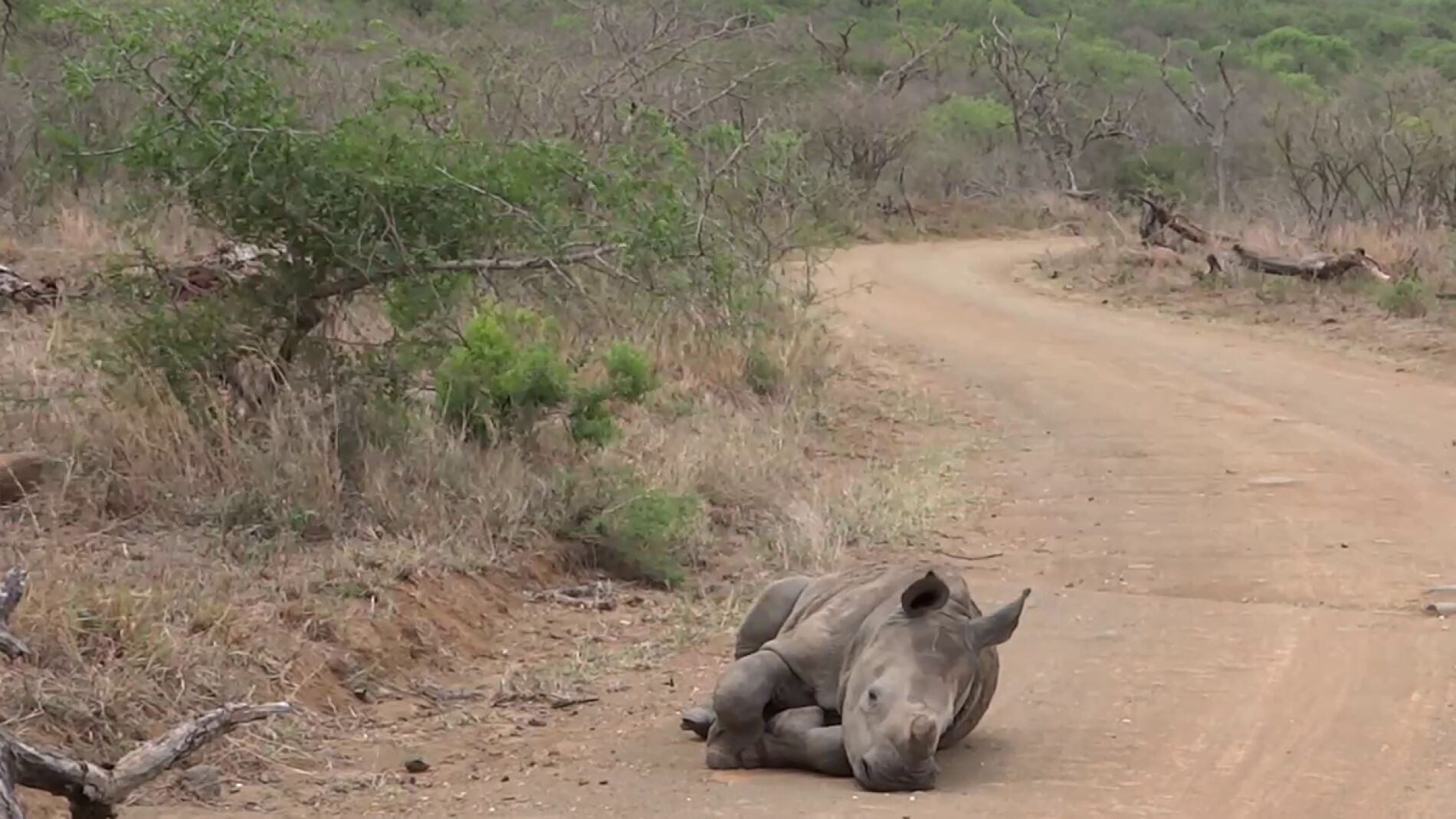 V&Iacute;DEO: Un adorable beb&eacute; rinoceronte toma una siesta r&aacute;pida en medio de la carretera