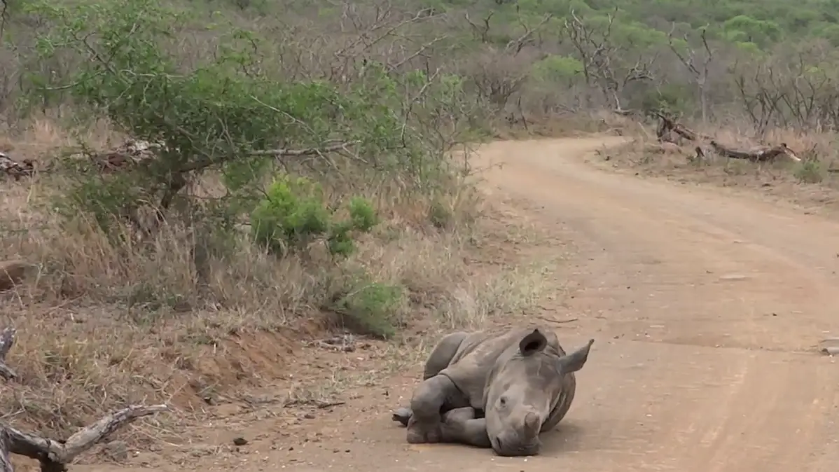 VÍDEO: Un adorable bebé rinoceronte toma una siesta rápida en medio de la carretera
