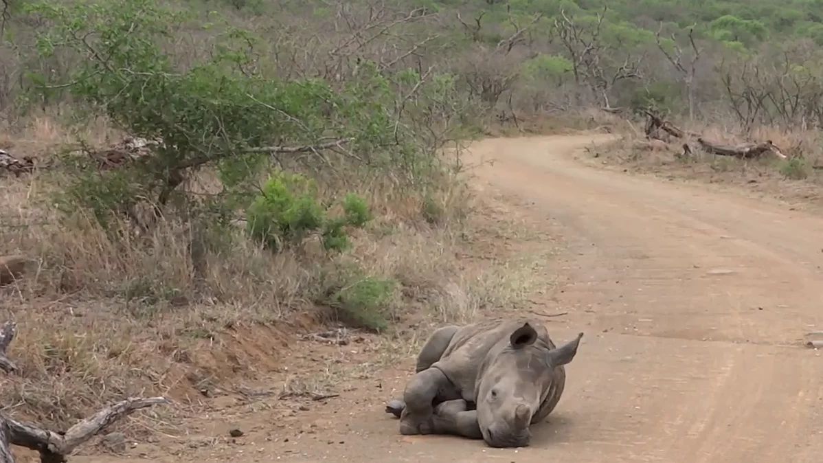 VÍDEO: Un adorable bebé rinoceronte toma una siesta rápida en medio de la carretera VÍDEO: Un adorable bebé rinoceronte toma una siesta rápida en medio de la carretera