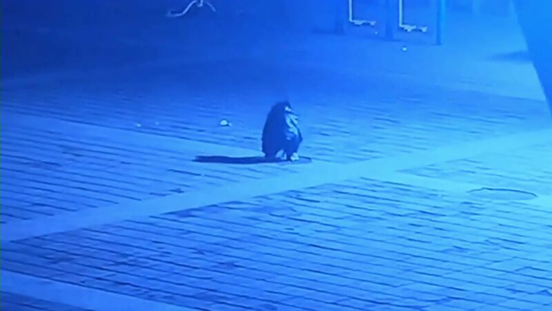 VIDEO: Un niño tira un petardo dentro de una alcantarilla y sale volando por los aires