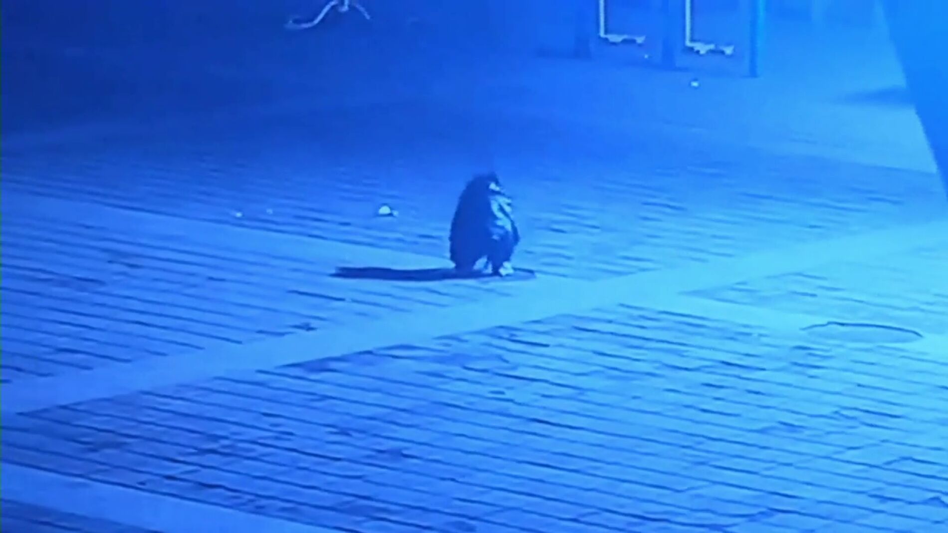 Un ni&ntilde;o tira un petardo dentro de una alcantarilla y sale volando por los aires