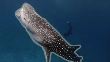 Buceando con un tiburón ballena