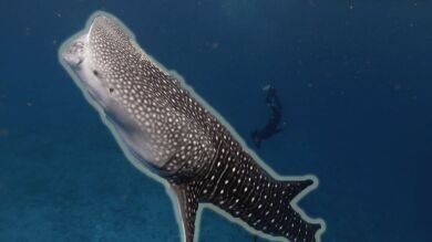 VÍDEO: Un buceador nada junto a un tiburón ballena