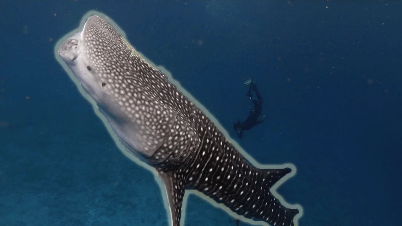 Buceando con un tiburón ballena