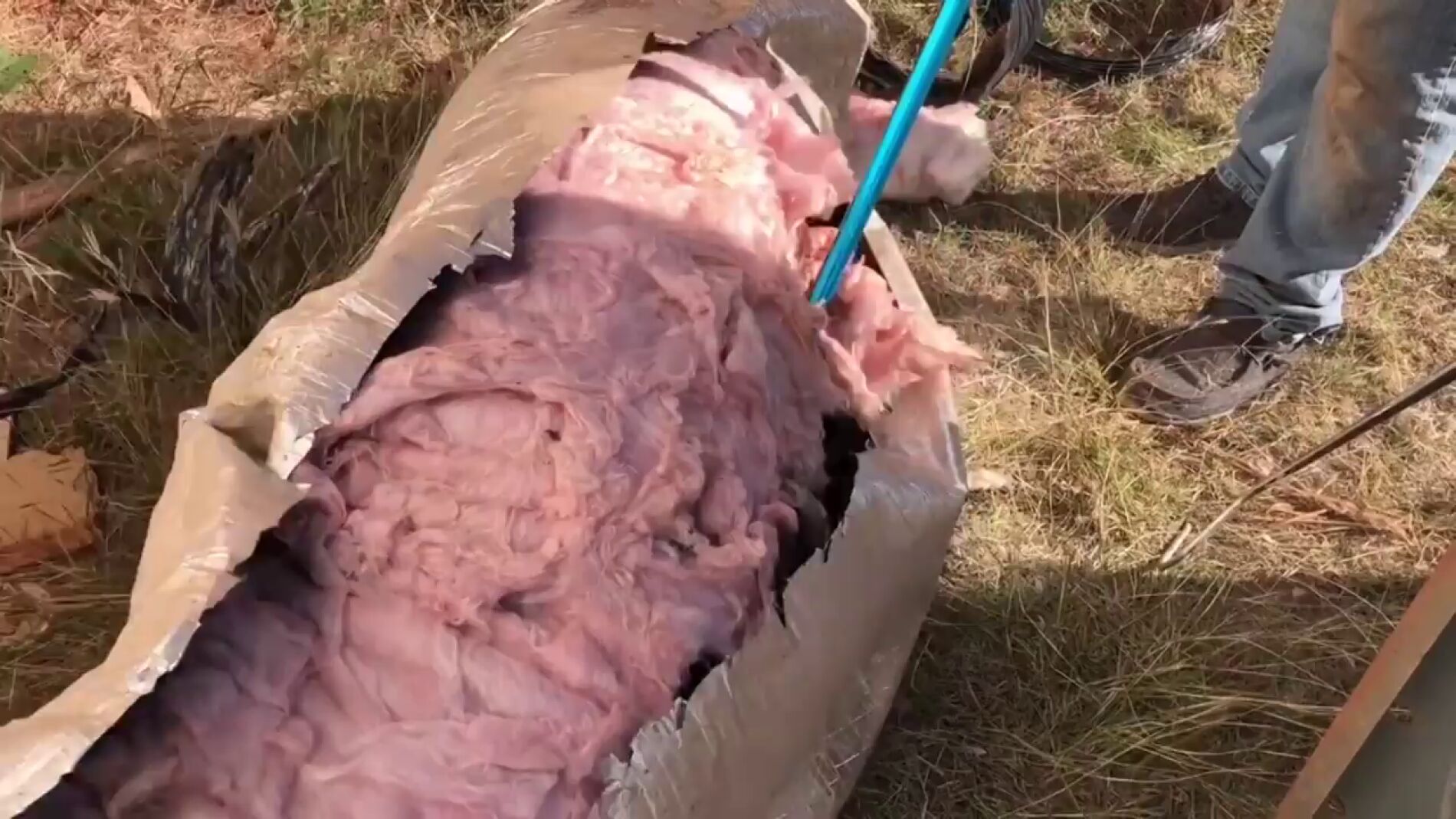 Cazadores de serpientes retiran m&aacute;s de 80 serpientes de cascabel de una casa en Texas