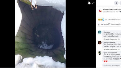 Rescatan de un pozo a un perro a punto de morir que llevaba 43 días perdido