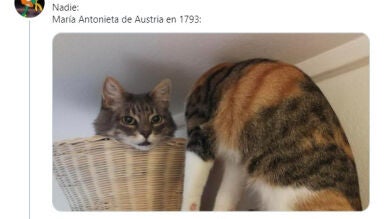 ¿El gato de Schrödinger? La ilusión óptica con un gato que está sorprendiendo a todos
