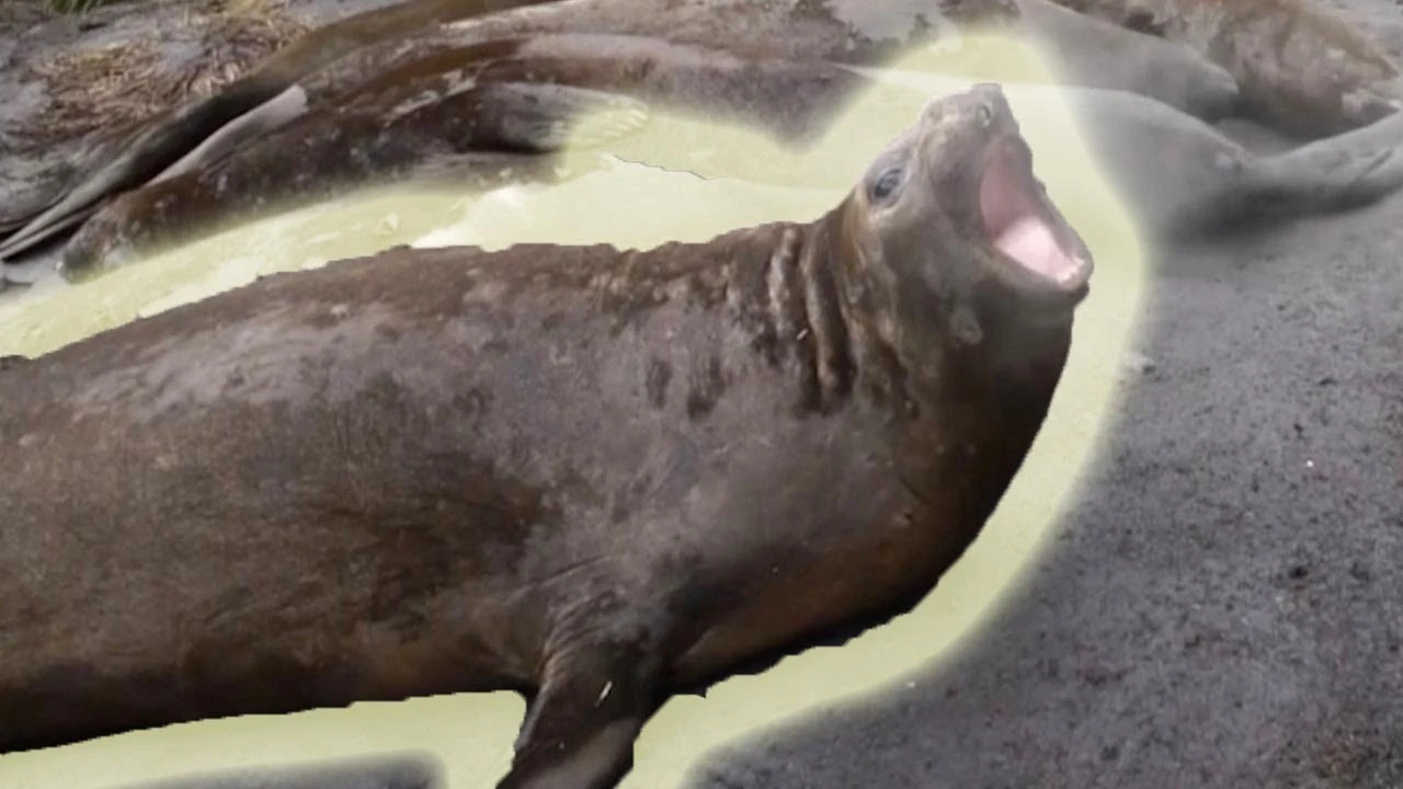 Foca elefante eructando