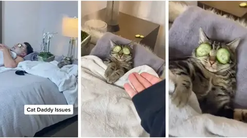 Gato relajándose con su dueño Gato relajándose con su dueño