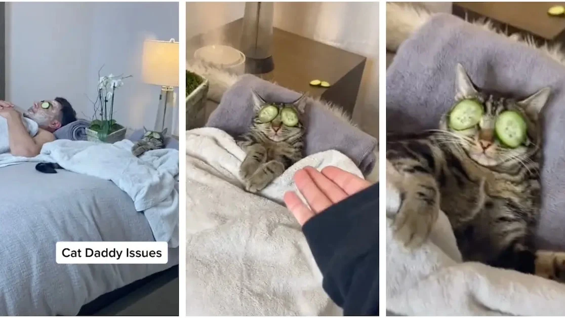 Gato relajándose con su dueño Gato relajándose con su dueño