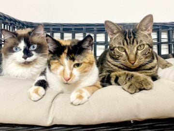 Skye, Millie y Chase, los protagonistas del 'Spaw Day'