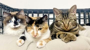 Skye, Millie y Chase, los protagonistas del 'Spaw Day'