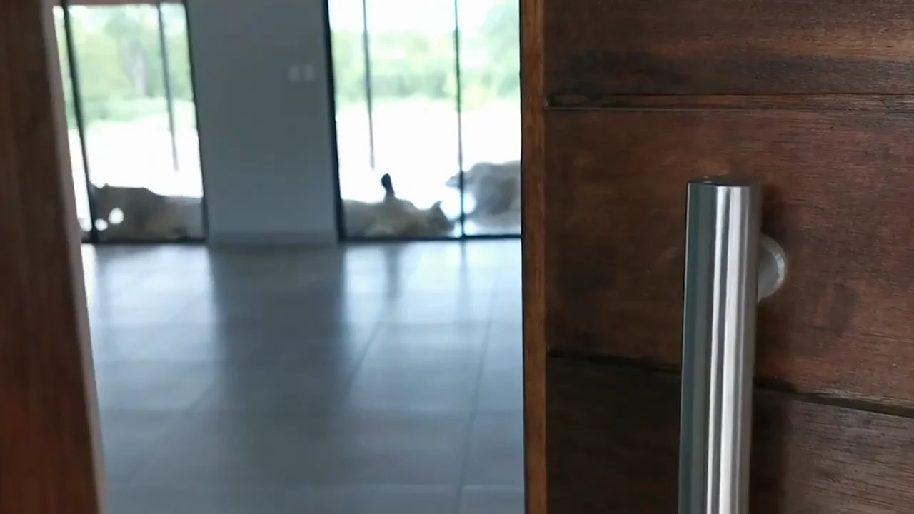 El terrorífico momento en que una familia vuelve a casa y se encuentra a una manada de leones