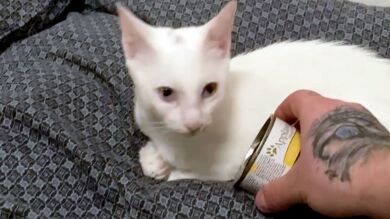 VÍDEO: El olor de la comida despierta a un gato sordo