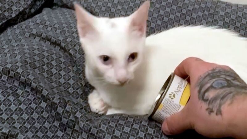 VÍDEO: El olor de la comida despierta a un gato sordo