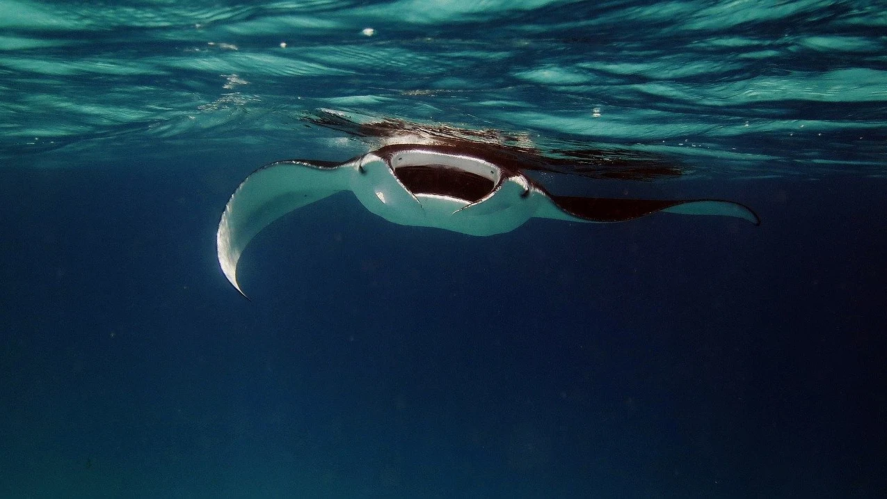 Mantarraya gigante