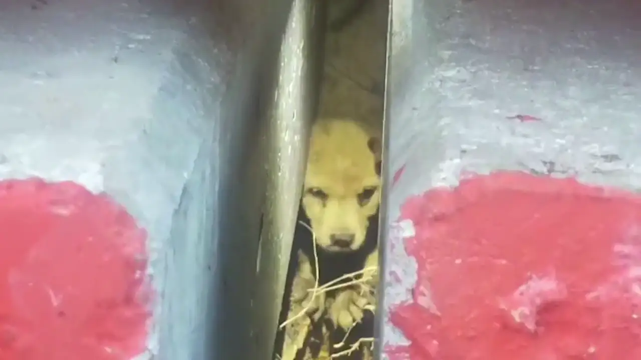 VÍDEO: Rescatan a un cachorro que se quedó atrapado debajo de postes de hormigón en Tailandia