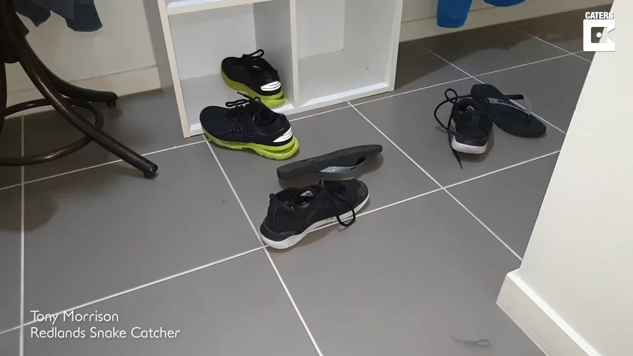 VÍDEO: ¿Puedes encontrar a la serpiente escondida en esta imagen?