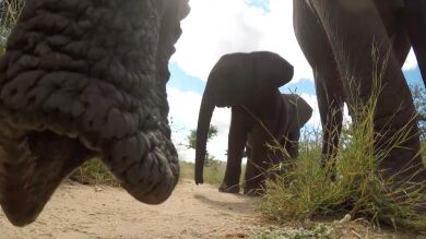 Un elefante investiga una GoPro y la lanza por los aires
